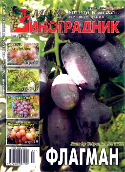 Мой виноградник №11, ноябрь 2021