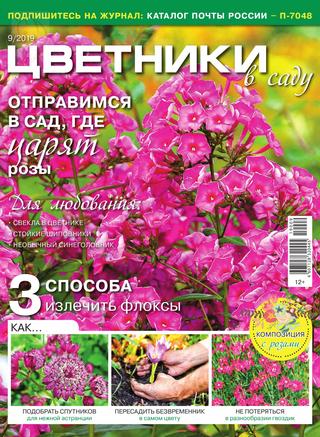 Цветники в саду №9, сентябрь 2019